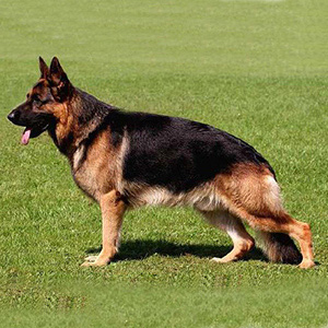 德国牧羊犬