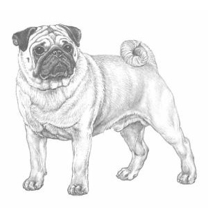 犬种百科 八哥犬